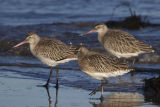 Bar-tailed Godwits